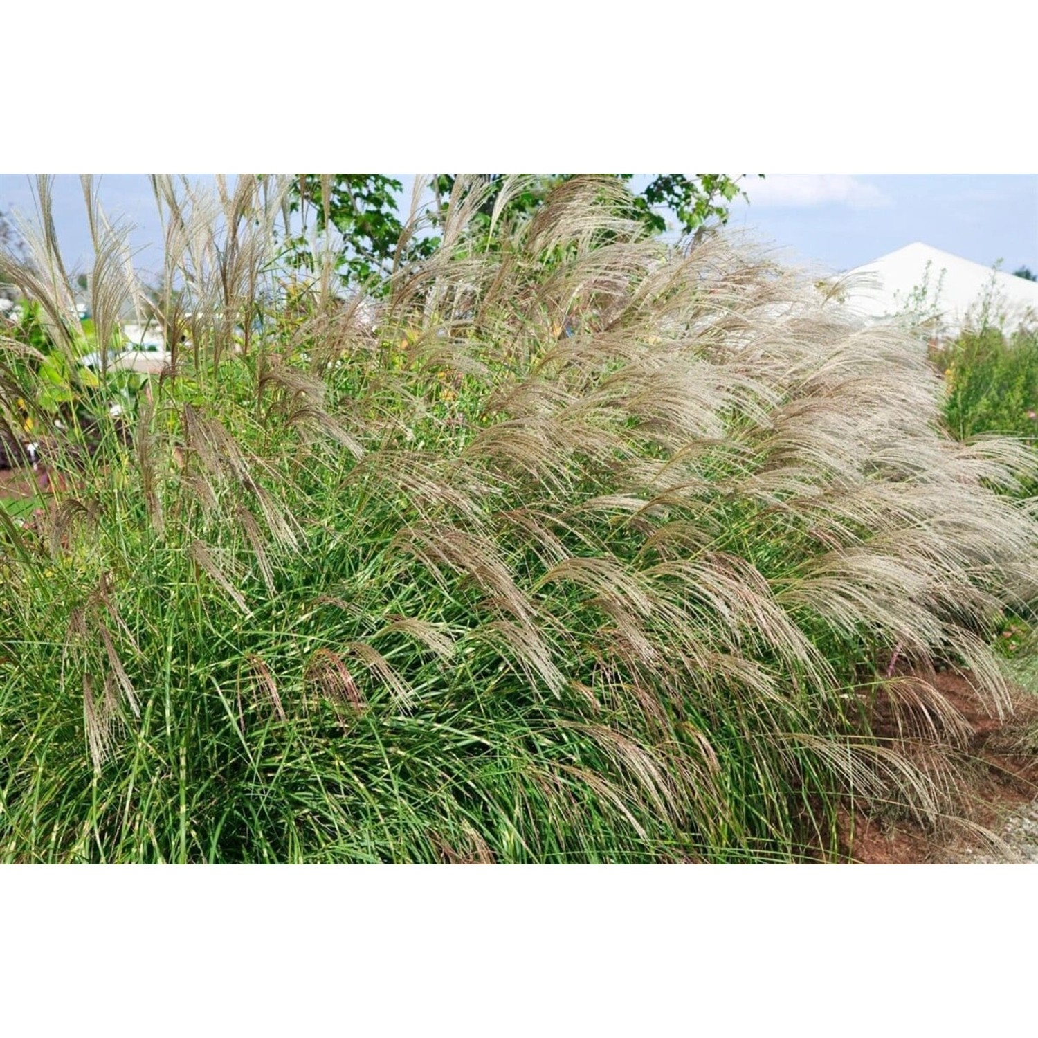 Miscanthus Sinensis Little Zebra Ziergras Gestreift Ca. 11x11 cm Topf günstig online kaufen