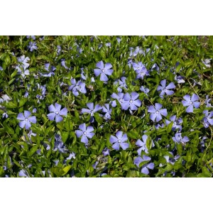 Blühendes, blaues Immergrün (Vinca minor) als Bodendecker im Garten.