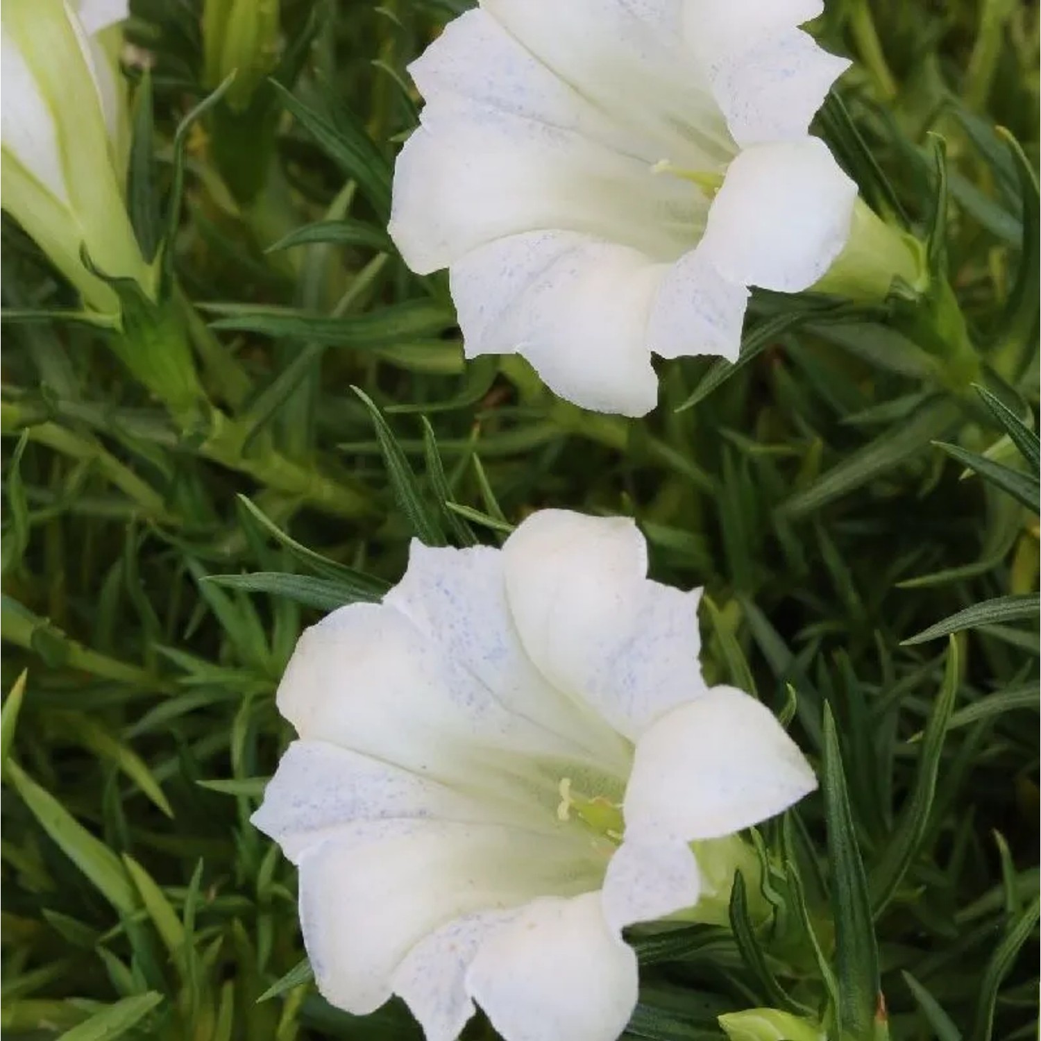 Sommerenzian Weißer Traum - Gentiana sino ornata
