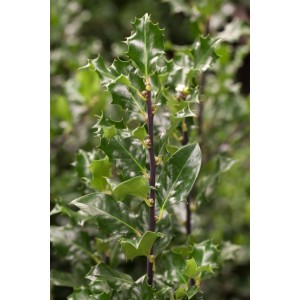 Detailaufnahme der Ilex meserveae 'Blue Angel' Heckenpflanze mit glänzend grünen Blättern.