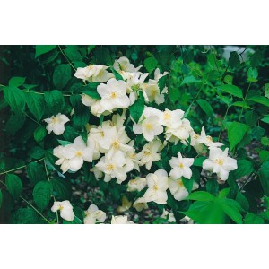 Blühender Philadelphus Natchez Pfeifenstrauch mit weißen Blüten und grünen Blättern.