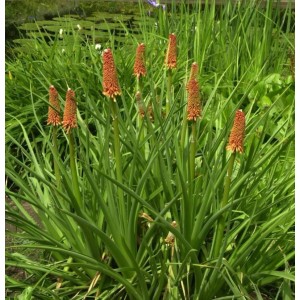 Fackellilie Grandiflora (Kniphofia praecox) mit orangeroten Blütenständen im Garten.