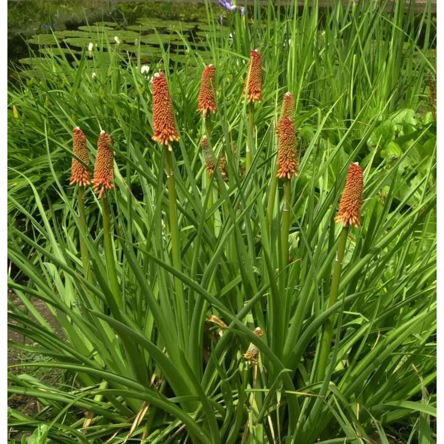 Fackellilie Grandiflora - Kniphofia praecox