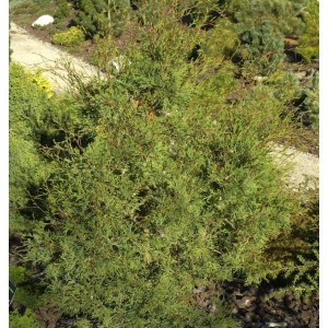 Grüne, kegelförmige Weiße Scheinzypresse (Chamaecyparis thyoides) im Garten.