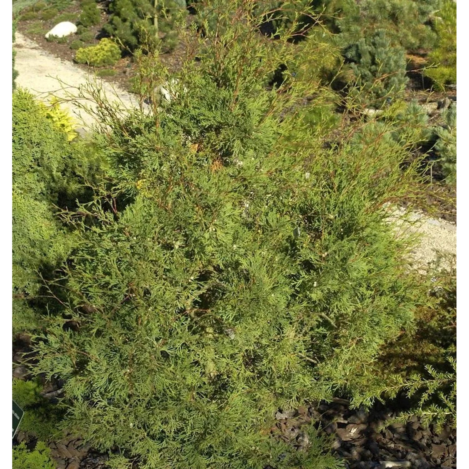 Weiße Scheinzypresse 25-30cm - Chamaecyparis thyoides