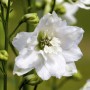 Nahaufnahme einer weißen Delphinium Magic Fountain Staude im 2 Liter Topf.