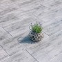 Diephaus Terrassenplatten Naturan, mittelgrau, mit Holzoptik und Pflanze im Korb.