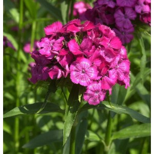 Nahaufnahme der pinkfarbenen Blüte der Strandnelke 'Düsseldorfer Stolz'.