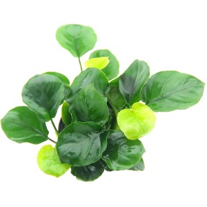 Dennerle Aquariumpflanze Anubias barteri Coin Leaf mit runden, grünen Blättern.