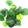 Dennerle Aquariumpflanze Anubias barteri Coin Leaf mit runden, grünen Blättern.