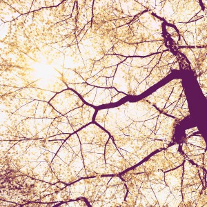 Komar Fototapete Vlies Sunshine, 200x250 cm. Baumkrone mit Sonne von unten.