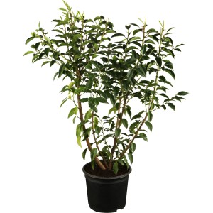 Portugiesischer Kirschlorbeer Angustifolia im Topf, ca. 25-30 cm hoch, ideal für Hecken.