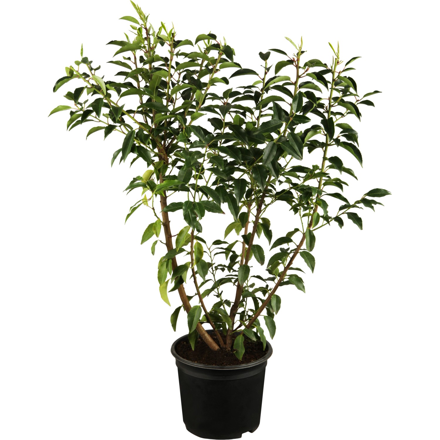 Portugiesischer Kirschlorbeer "Angustifolia" 8 Stück 2 m Hecke Höhe ca