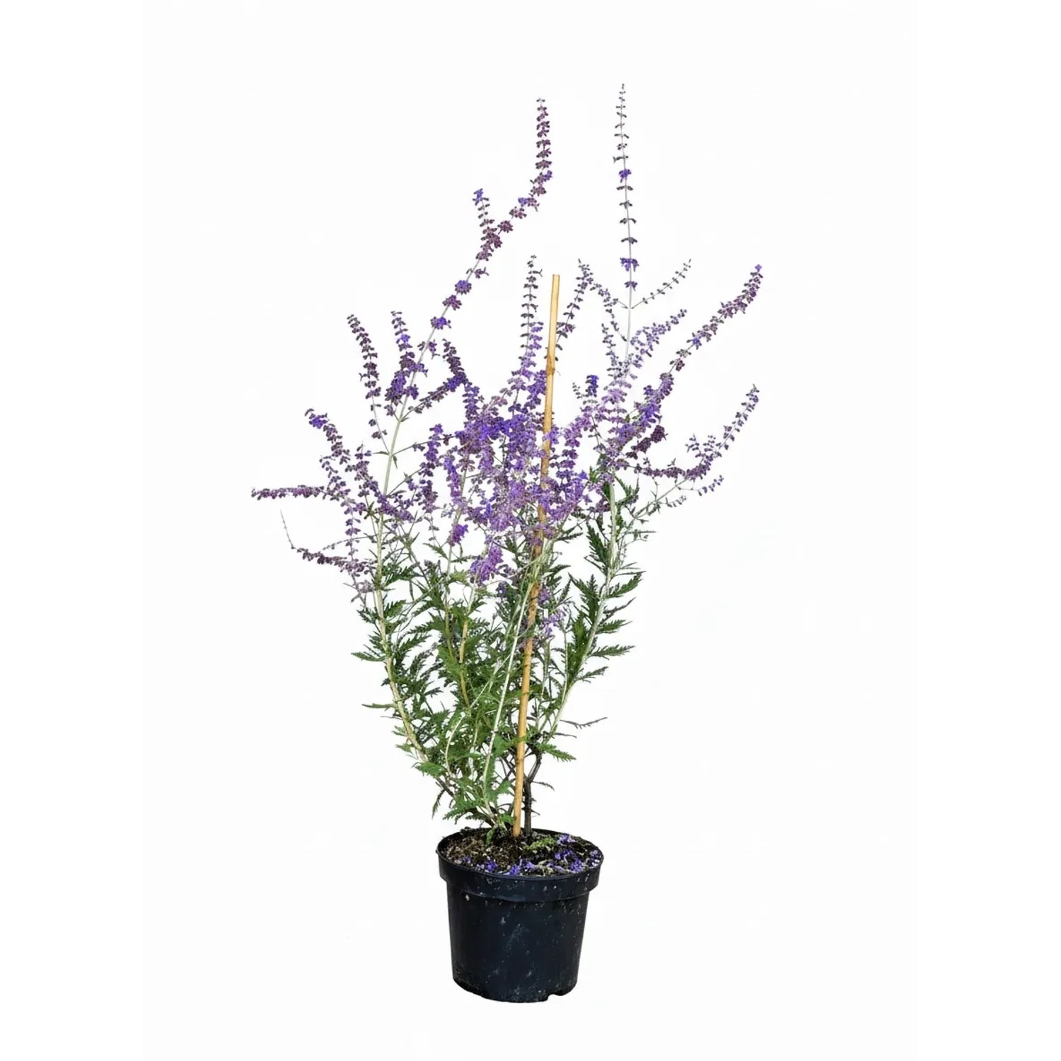 Baumfink Blauraute Blue Spire als Topfpflanze 40-60cm