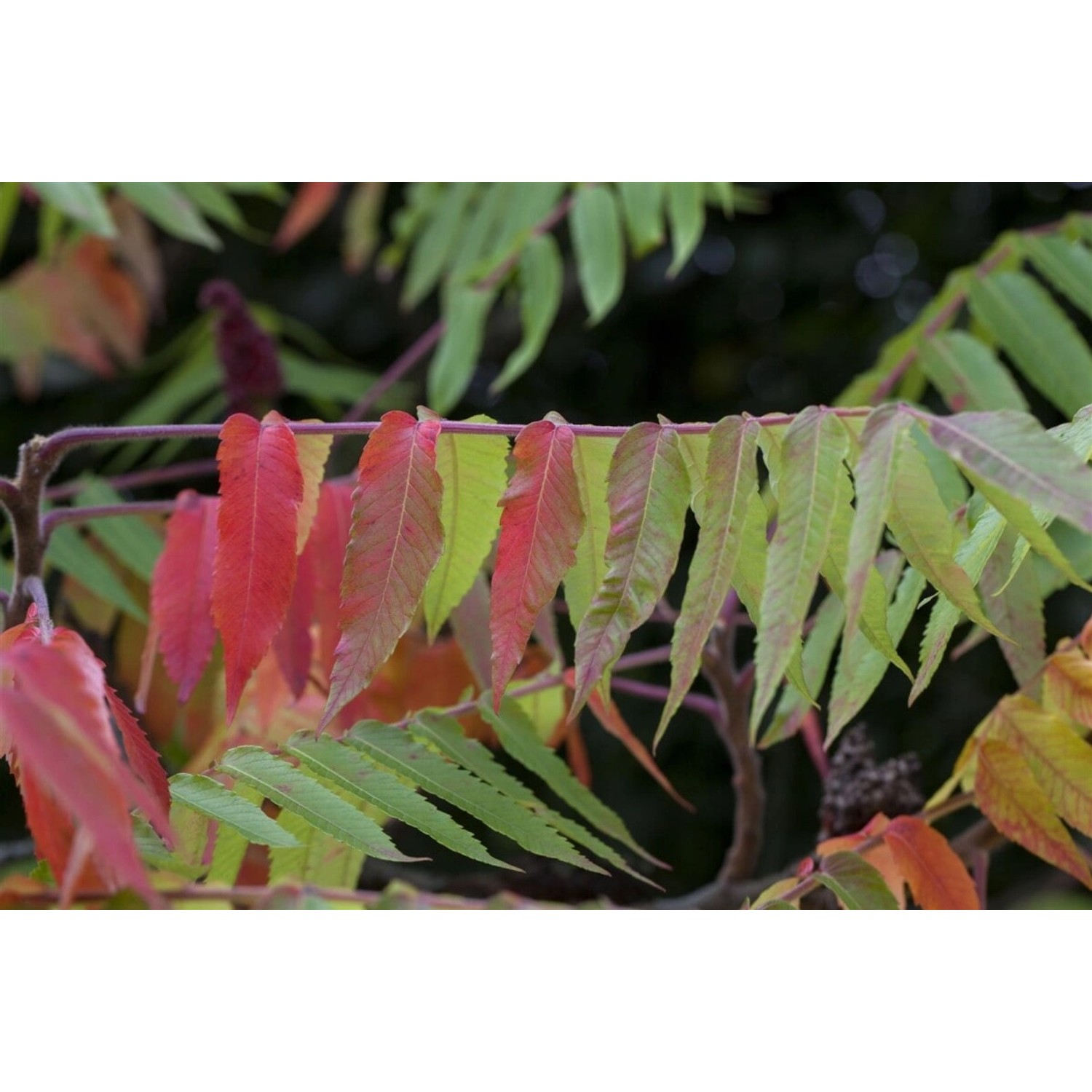 Rhus Typhina Essigbaum 80–100 cm Auffälliges Herbstlaub günstig online kaufen