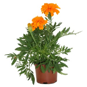 Orange Studentenblume (Tagetes patula) im Topf, ca. 9 cm Ø. Beliebte Stehpflanze für Beet, Kübel und Balkon.