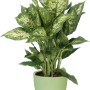 Scheurich Übertopf 920, Ø 11 cm, hellgrün, mit Dieffenbachia Zimmerpflanze.