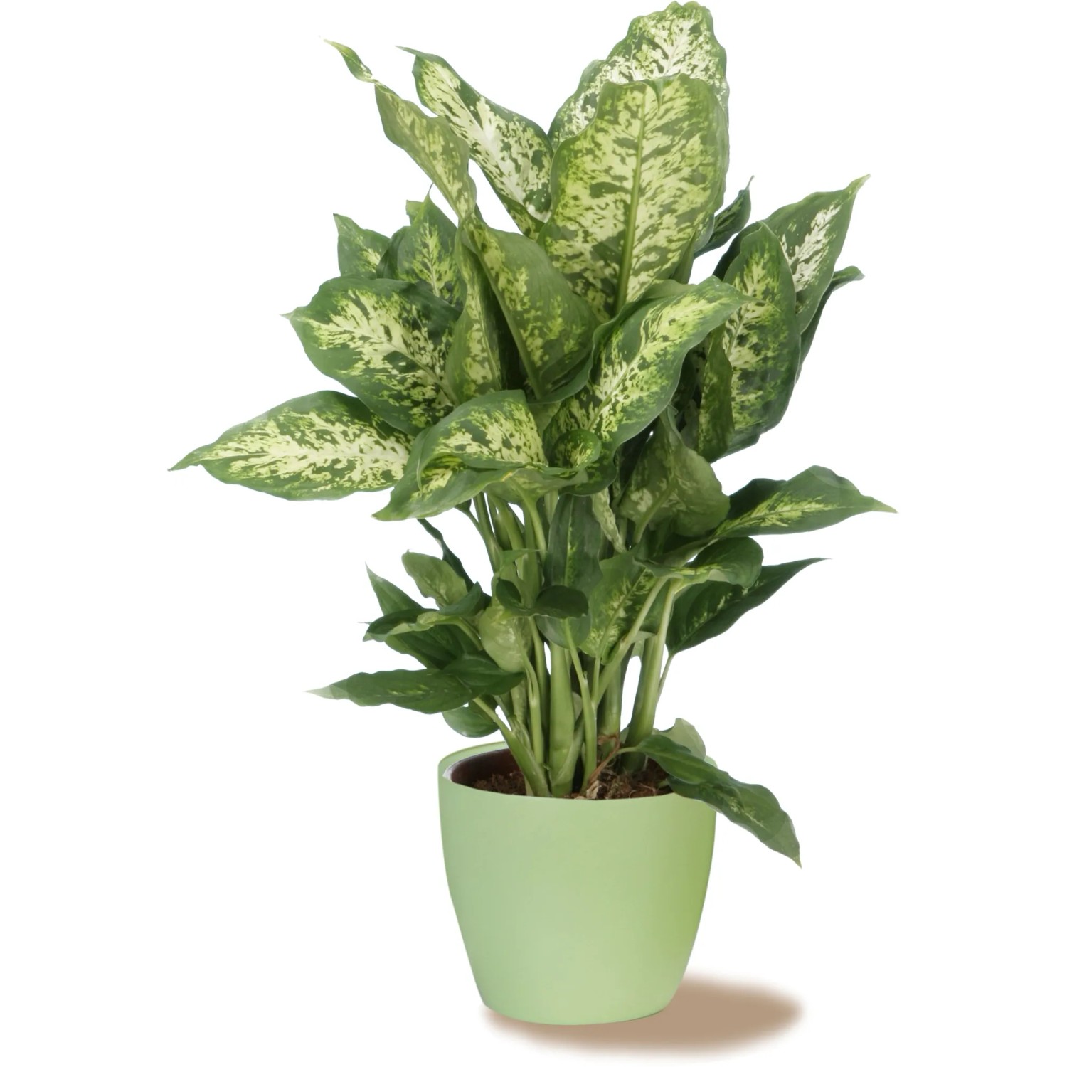 Scheurich Übertopf 920, Ø 11 cm, hellgrün, mit Dieffenbachia Zimmerpflanze.