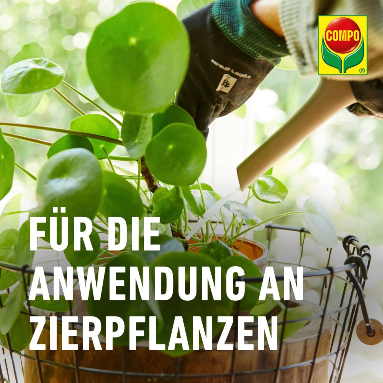 Anwendung von Compo Trauermücken-frei an einer Zierpflanze im Topf, gegossen mit einer Gießkanne.