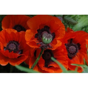 Leuchtend rote Türkischer Mohn (Papaver Orientale Brillant) Blüten im Detail.