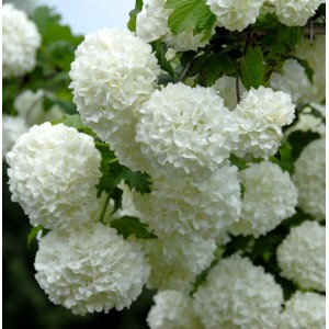 Blühender Echter Schneeball (Viburnum opulus Roseum) mit weißen Blütenbällen.