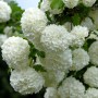 Blühender Echter Schneeball (Viburnum opulus Roseum) mit weißen Blütenbällen.
