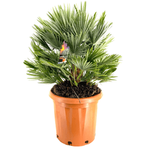 Zwergpalme 'Compacta' im Topf, ca. 40-60cm hoch. Chamaerops humilis Kübelpflanze für Balkon und Terrasse.