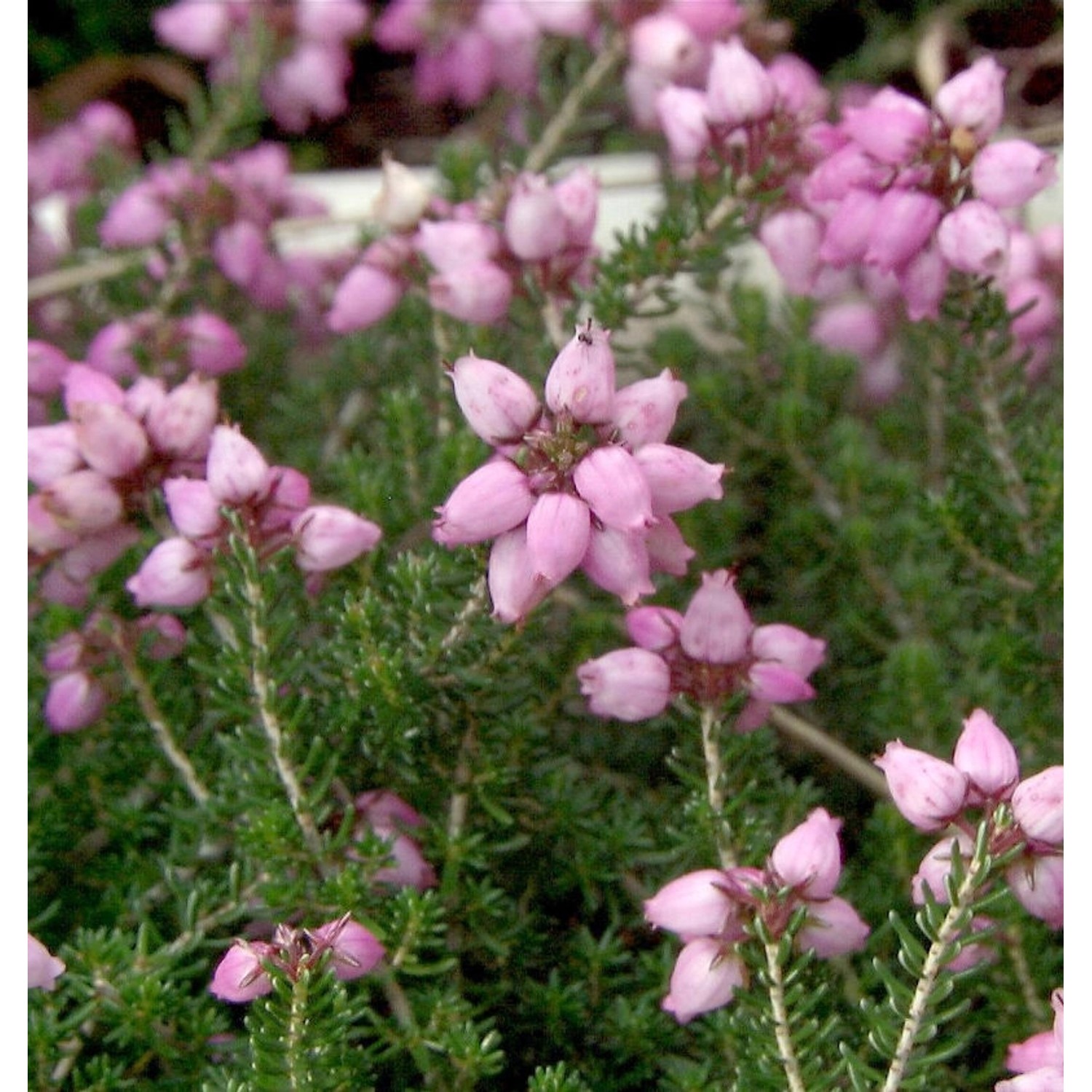 10x Grauheide Pink Ice - Erica cinerea günstig online kaufen