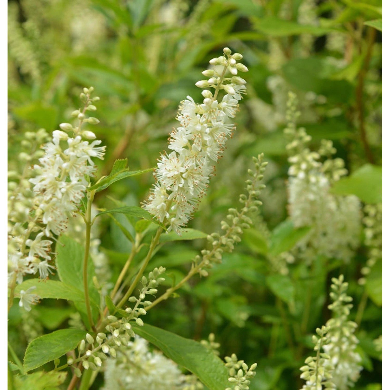 Silberkerzenstrauch Hummingbird 60-80cm - Clethra alnifolia günstig online kaufen