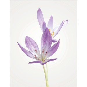 Komar Wandbild Autumn Crocus, 40x50 cm, Nahaufnahme der lila Herbstzeitlose Blüte.