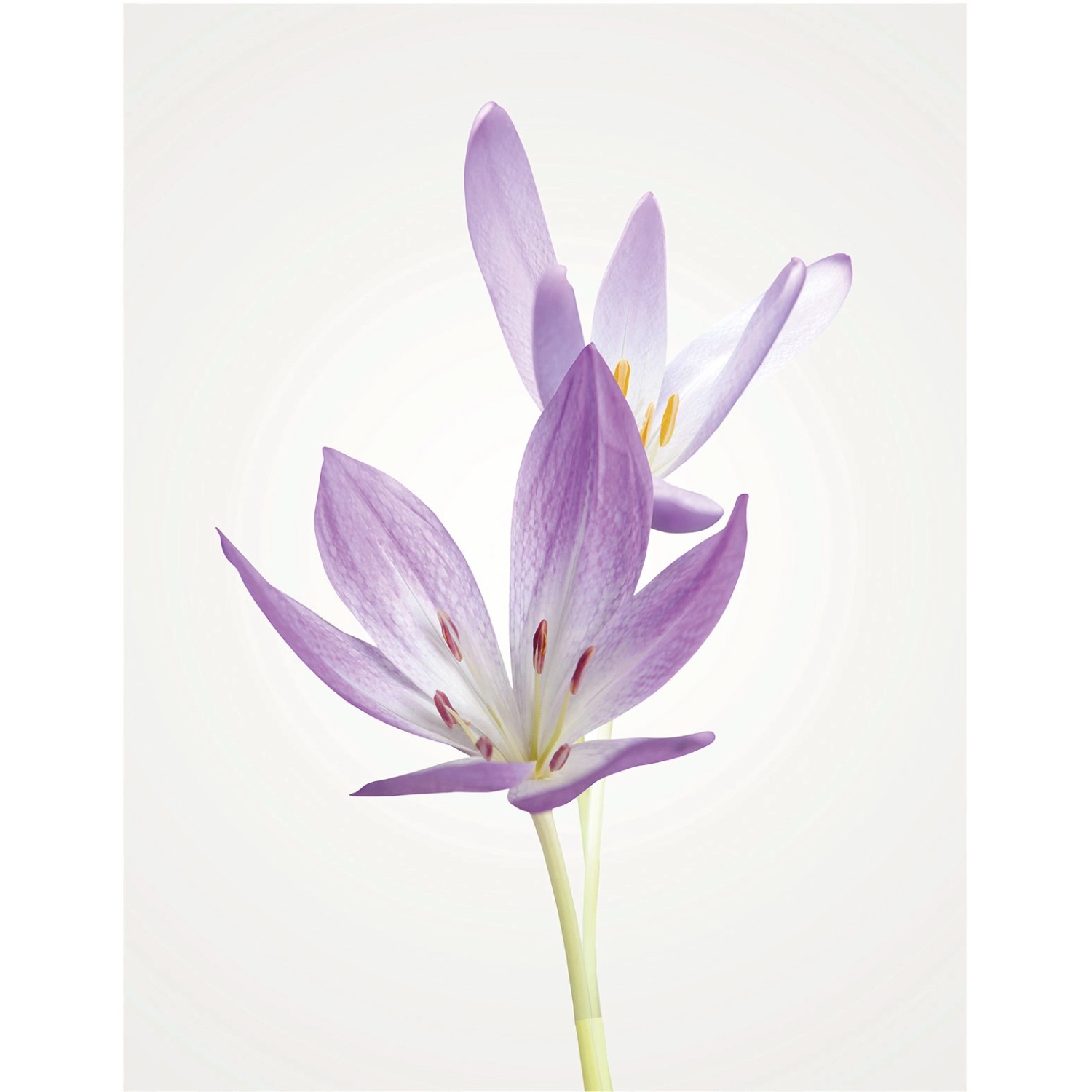 Komar Wandbild Autumn Crocus 40 x 50 cm