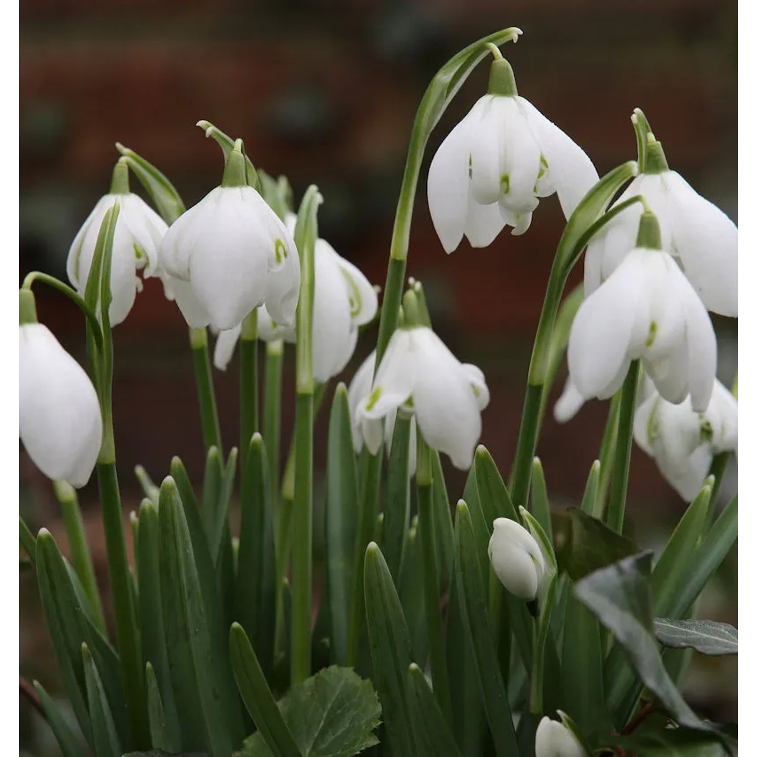 Märzenbecher - Leucojum vernum günstig online kaufen