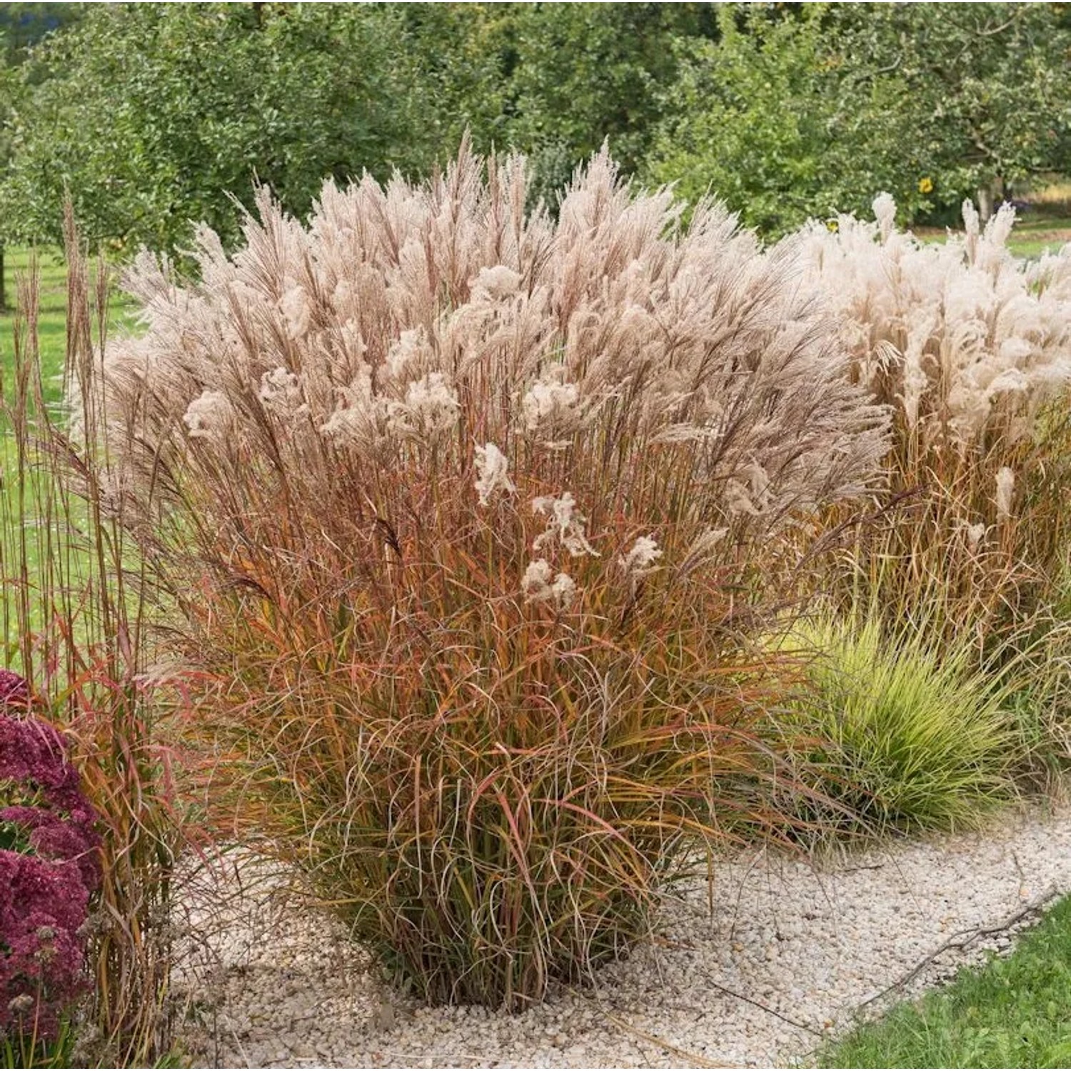 Chinaschilf Miss Mini - XXXL Topf - Miscanthus sinensis