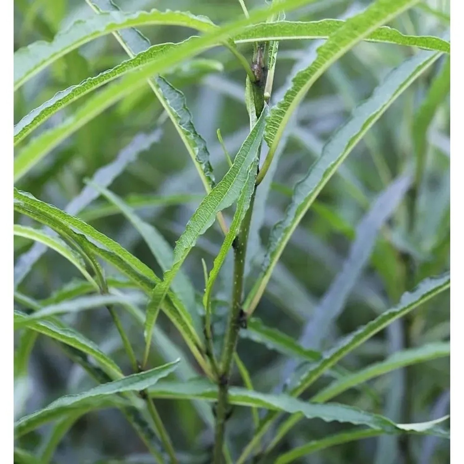 Faulbaum Fine Line 60-80cm - Rhamnus frangula