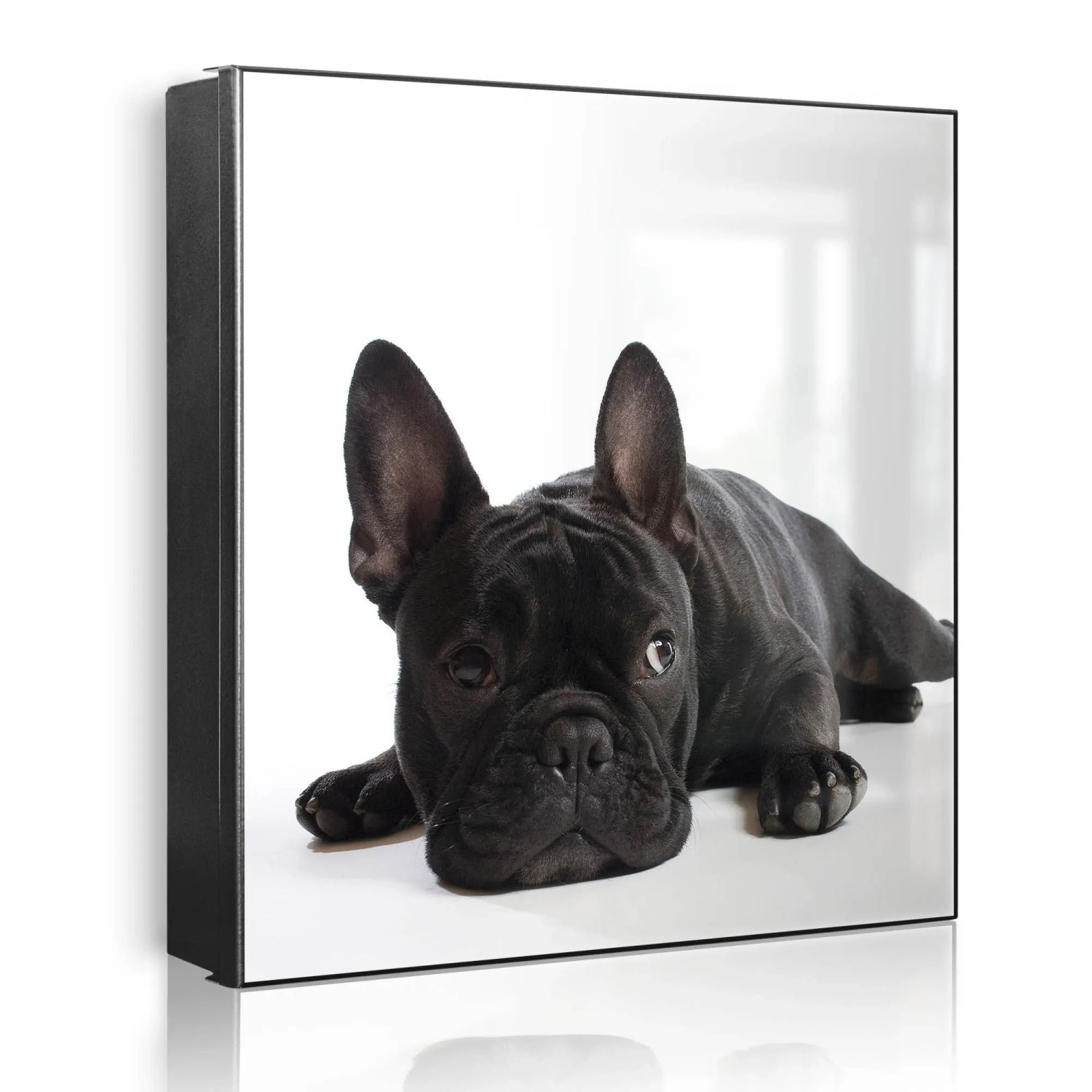 Banjado Großer Schlüsselkasten Metall 30x30cm Schwarz Scharnier Links 50 Haken Beschreibbar Magnetisch Motiv Bulldogge