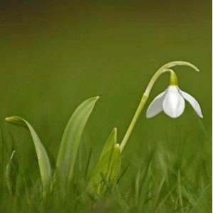 Nahaufnahme eines einzelnen, weißen, großblütigen Schneeglöckchens (Galanthus elwesii) im Gras.