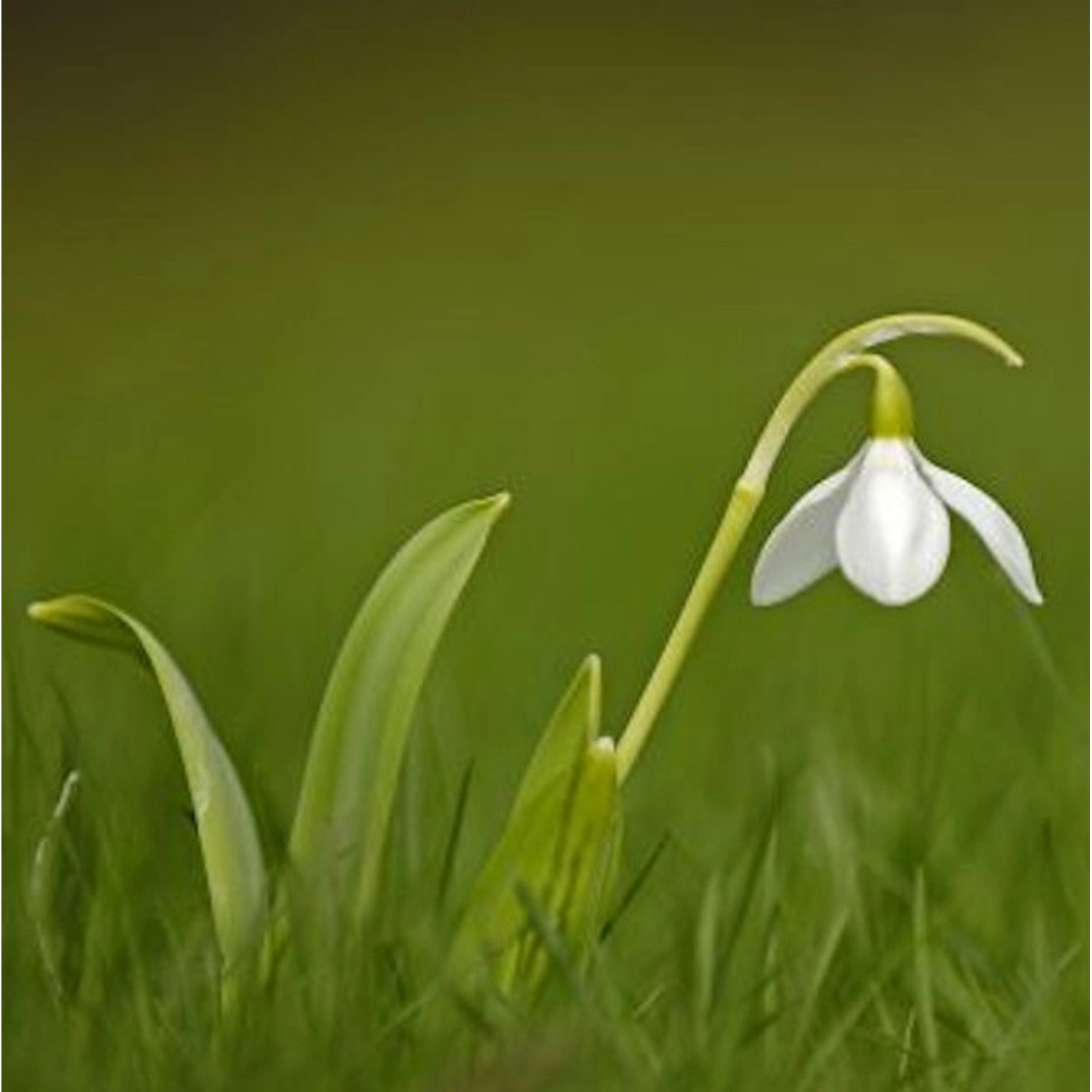 Großblütiges Schneeglöckchen - Galanthus elwesii günstig online kaufen