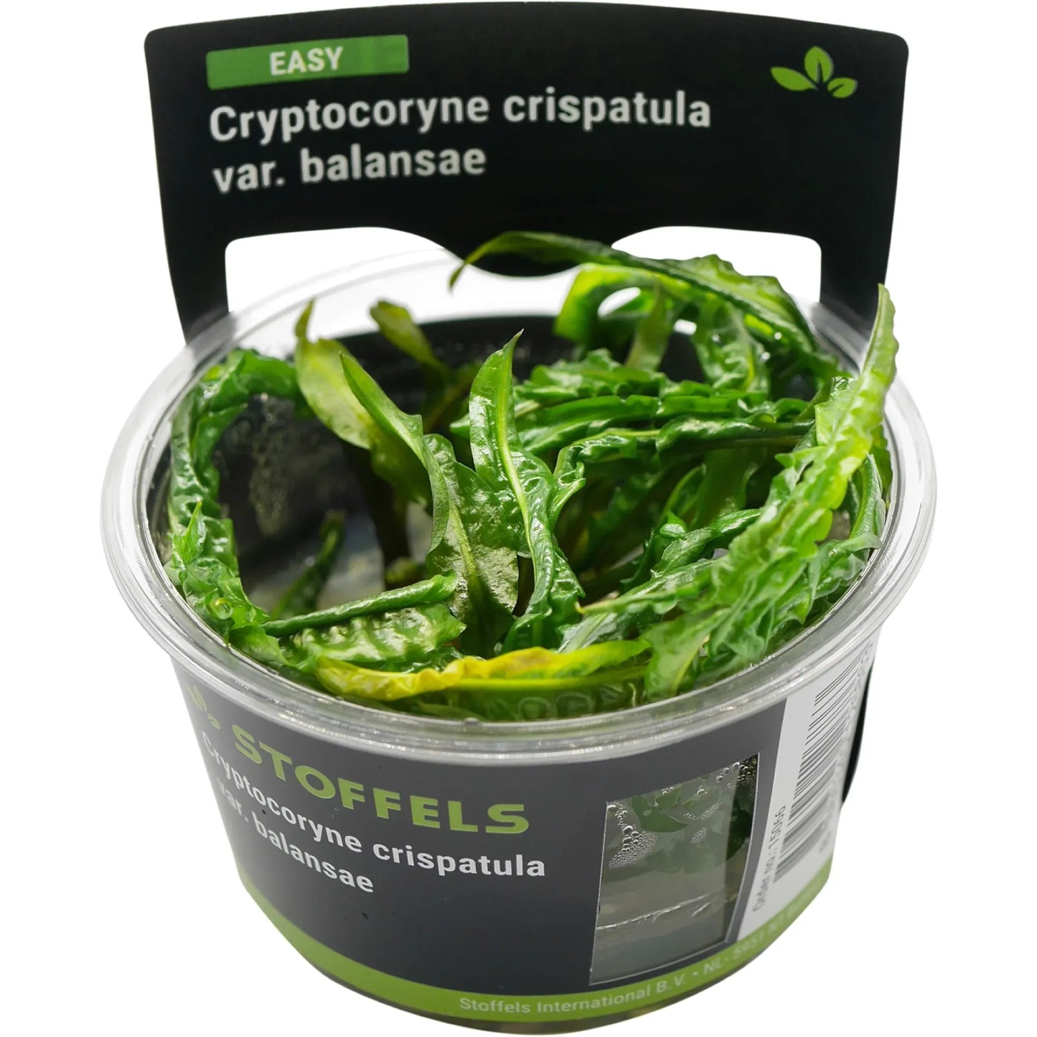 Cryptocoryne crispatula in-vitro