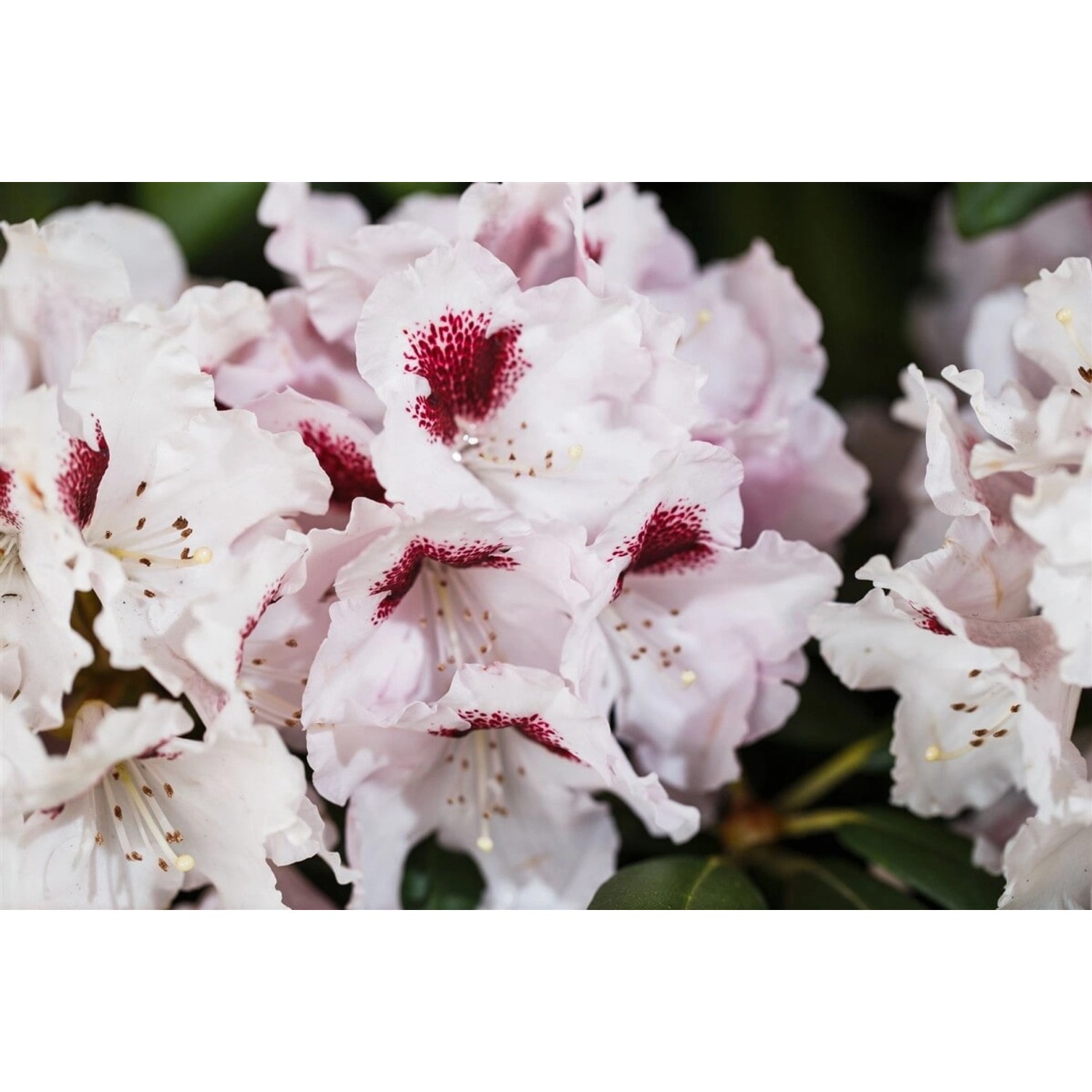 Rhododendron Hybr. Graffito Rhododendron 40–50 cm günstig online kaufen