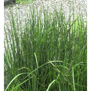 Grüner Winter-Schachtelhalm (Equisetum hyemale) als Zierpflanze für den Gartenteich.