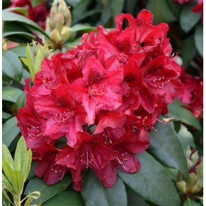 Nahaufnahme einer rot blühenden, großblumigen Rhododendron Edith Hachmann Alpenrose.