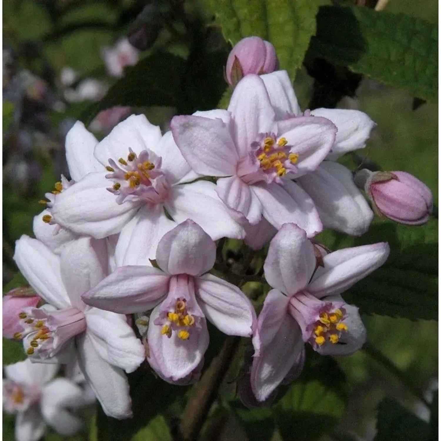 Rosendeutzie 80-100cm - Deutzia hybrida