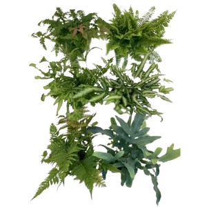 GROW by OBI Farne Mix im Topf, verschiedene grüne Farntypen.