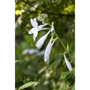 Duftende Funkie 'Royal Standard' mit weißen Blüten im Detail. Hosta für halbschattige Standorte.