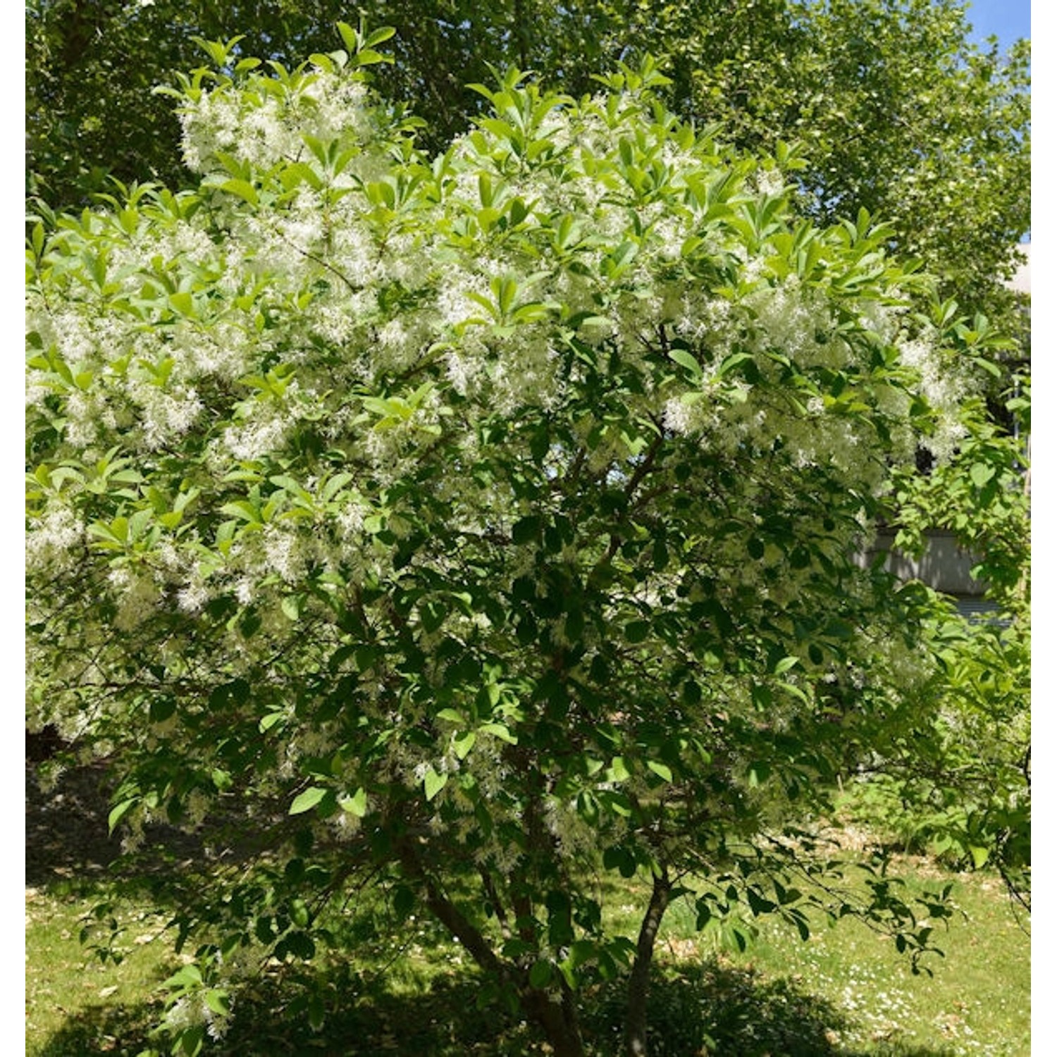 Virginischer Schneebaum 60-80cm - Chionanthus virginicus günstig online kaufen