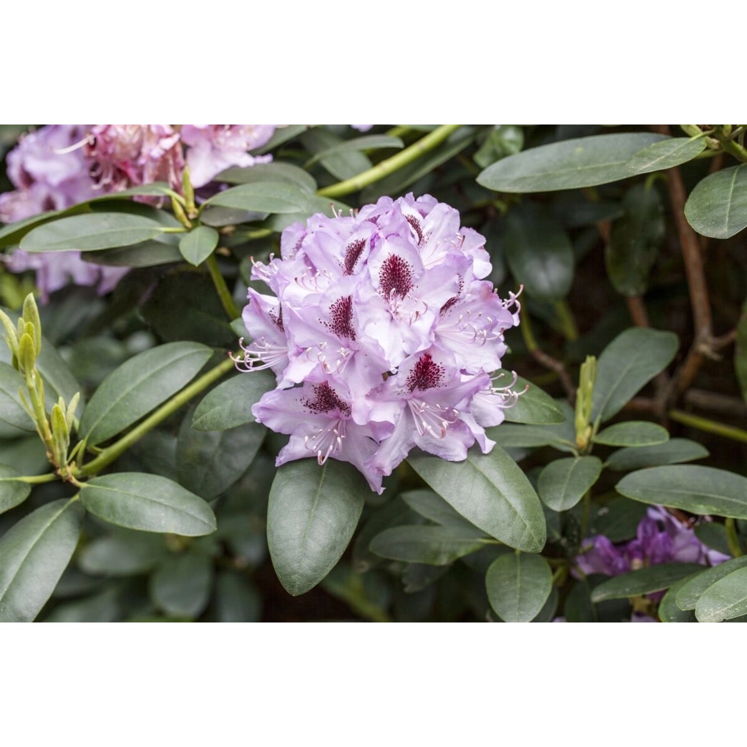 Rhododendron Hybr. Humboldt Rhododendron Rosa Blüten 50–60 cm günstig online kaufen