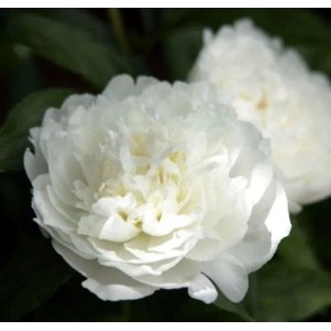 Weiße, gefüllte Edelpfingstrose 'Duchesse de Nemours' mit vielen Blütenblättern und grünem Laub im Garten.