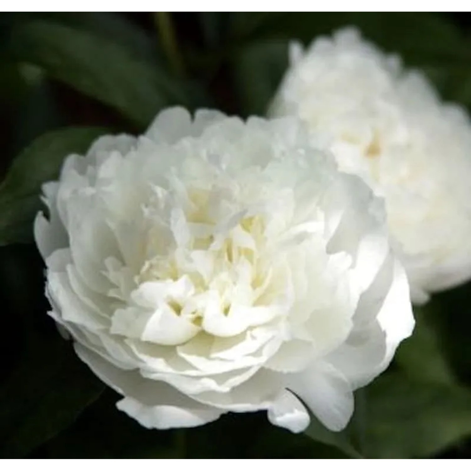 Edelpfingstrose Duchesse de Nemours - Paeonia,actiflora