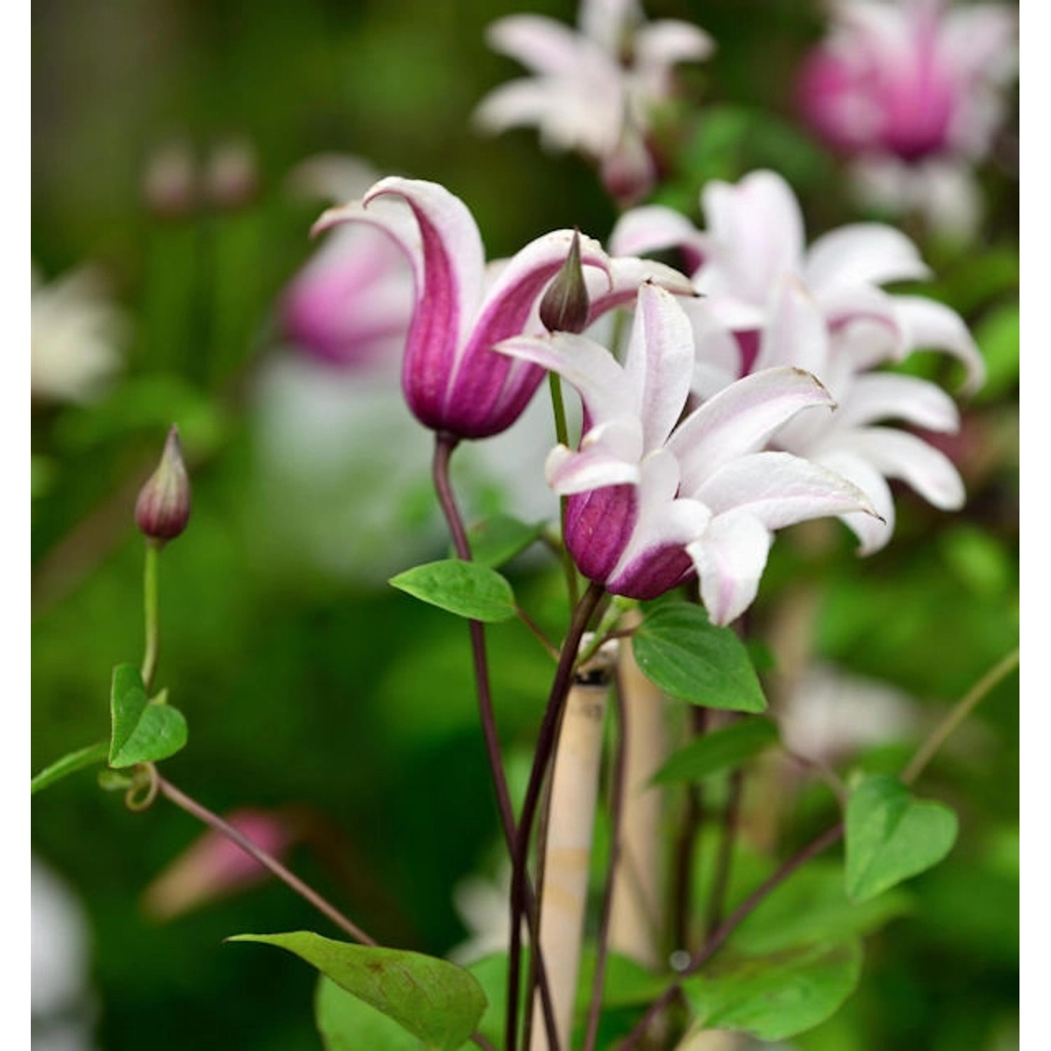 Englische Waldrebe Princess Kate 40-60cm - Clematis texensis günstig online kaufen