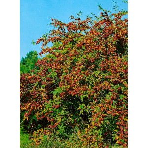 Immergrüner Cotoneaster Watereri Cornubia mit roten Beeren, ca. 125-150 cm hoch.